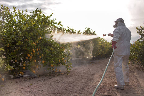 Best Pest Removal Services  in Pinewood, FL