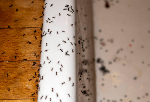 Best Termite Control Services  in Pinewood, FL