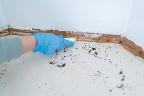 Best Flea Control Services  in Pinewood, FL