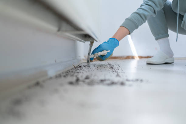 Best Spider Control Near Me  in Pinewood, FL